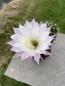 Preview: Echinopsis oxygona